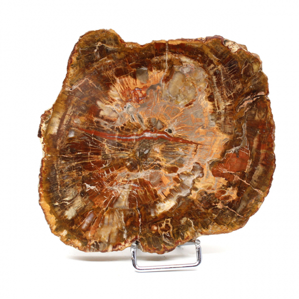 Natural petrified wood slice