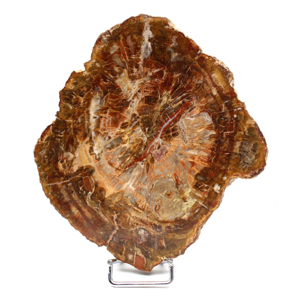 Madagascar petrified wood