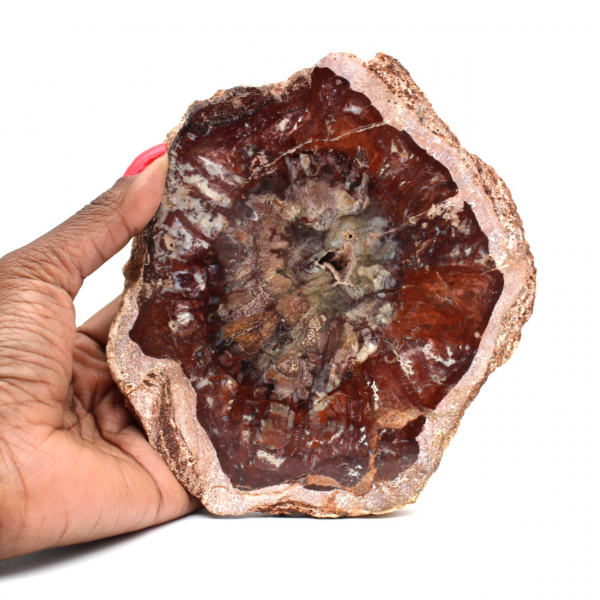 Petrified Wood