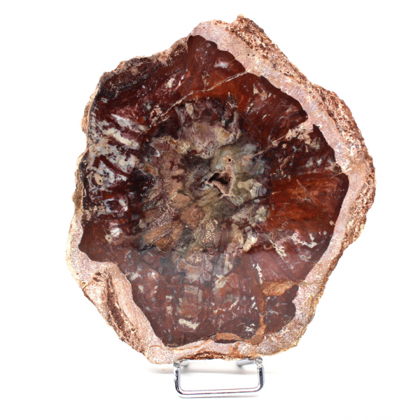 Petrified Wood