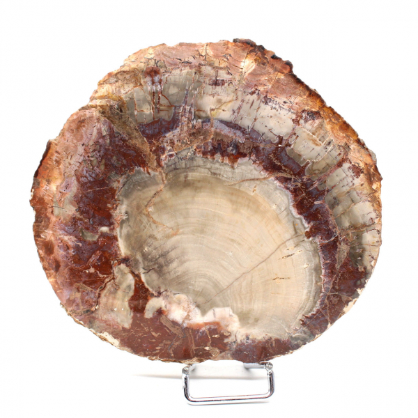 Fossil Wood