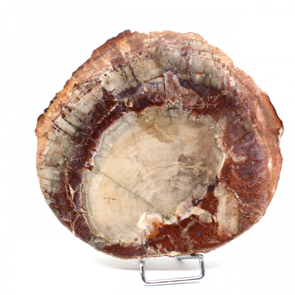 Fossil Wood