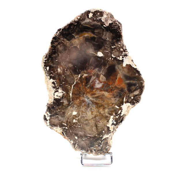 Natural Petrified Wood