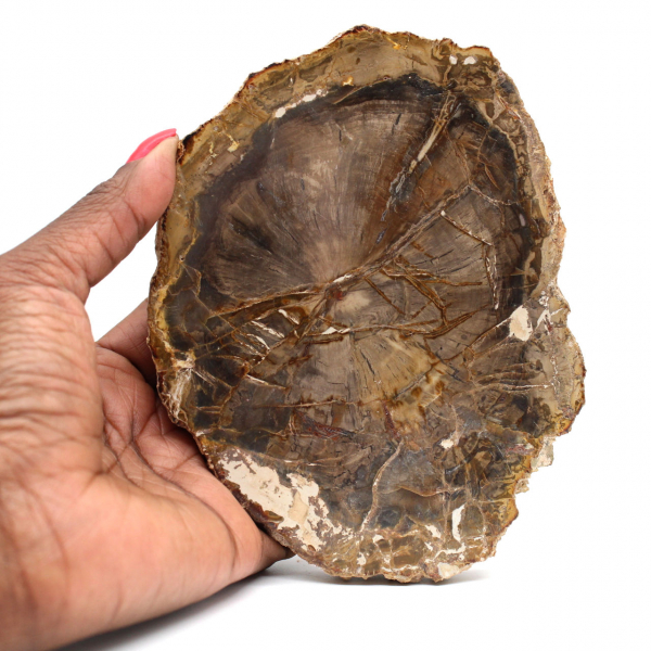 Petrified Wood