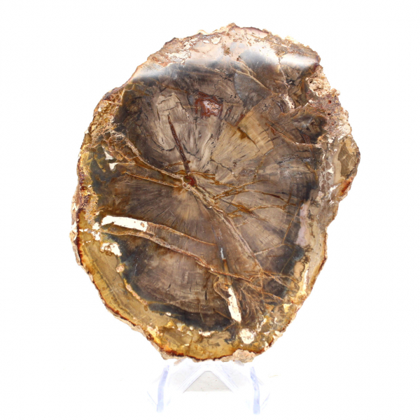 Petrified Wood