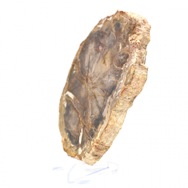 Petrified Wood