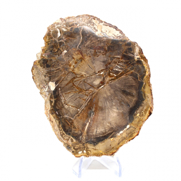 Petrified Wood