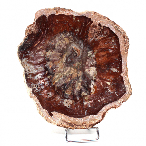 Fossil Wood