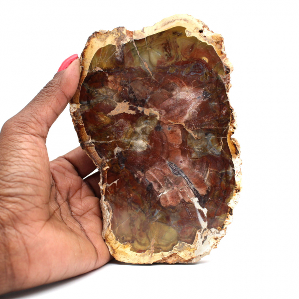 Natural Petrified Wood