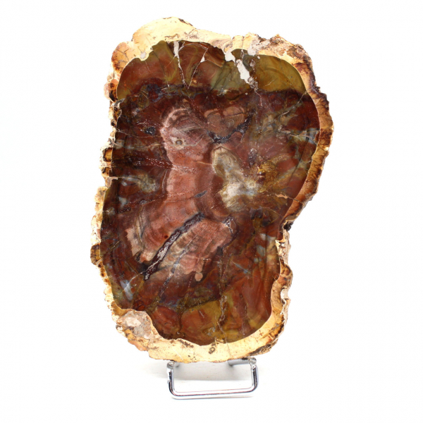 Natural Petrified Wood