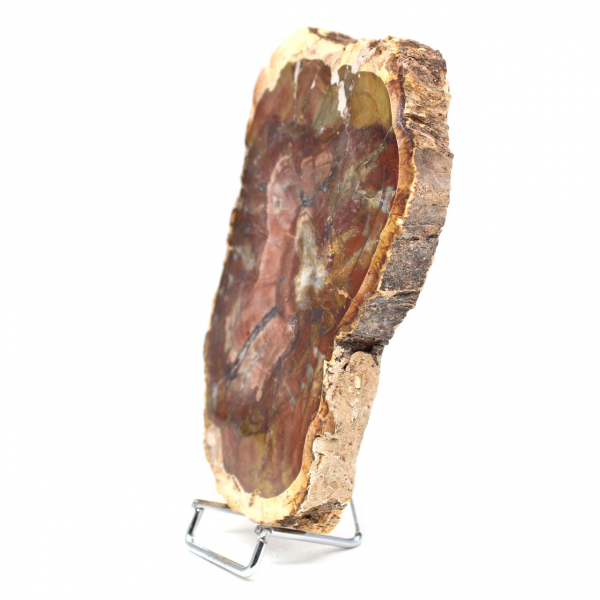 Natural Petrified Wood