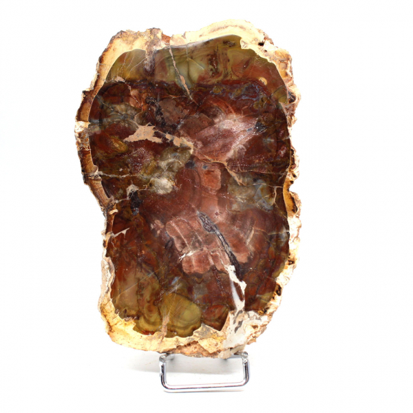 Natural Petrified Wood