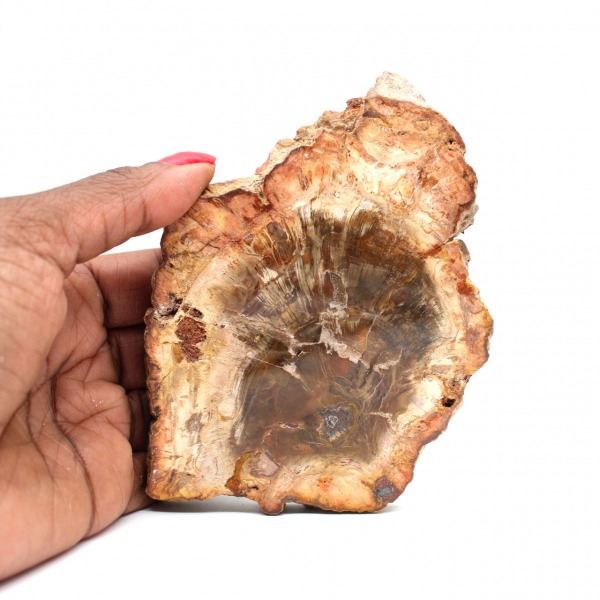 Petrified Wood