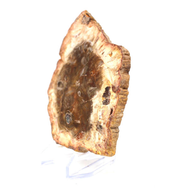 Petrified Wood