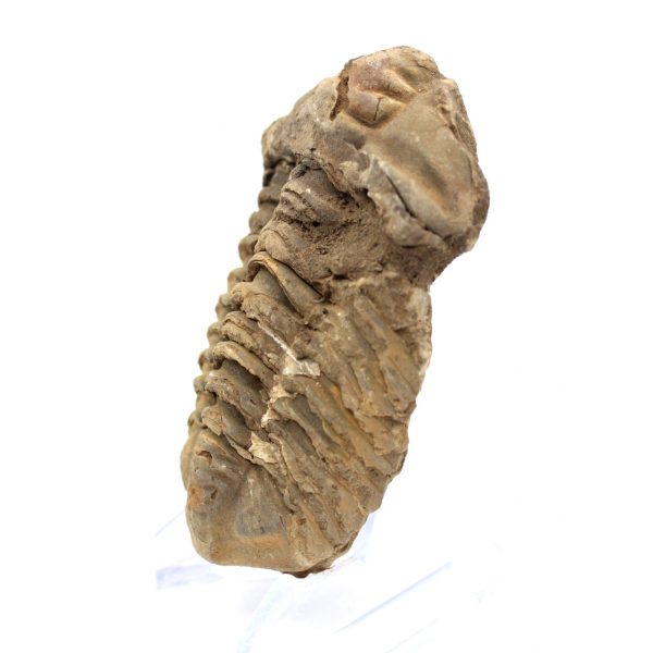 Raw trilobite from Morocco