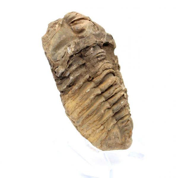 Raw trilobite from Morocco