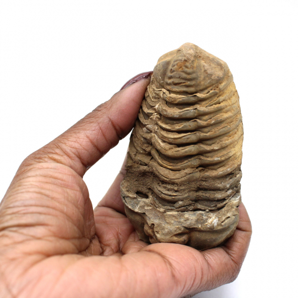 Raw trilobite from Morocco