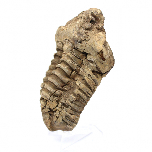 Raw fossil trilobite