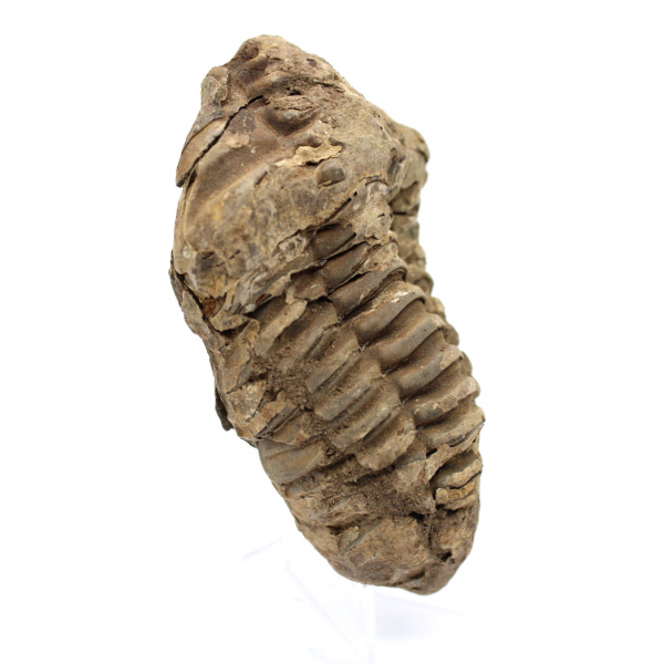 Raw fossil trilobite