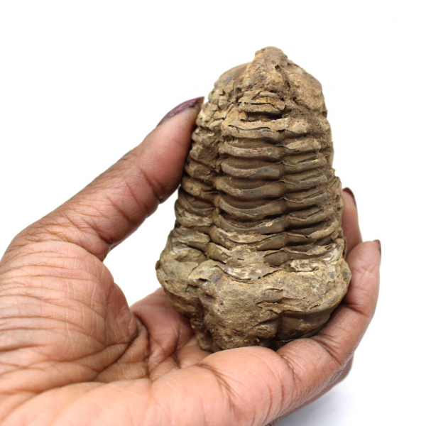 Raw fossil trilobite