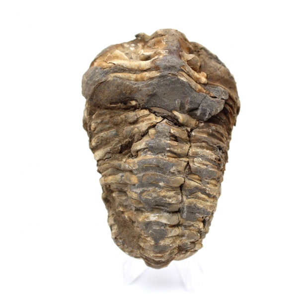 Raw trilobite