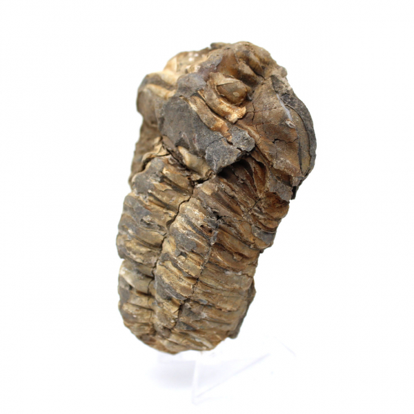 Raw trilobite