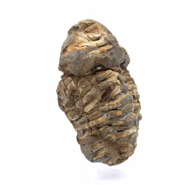 Raw trilobite