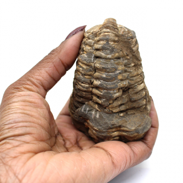 Raw trilobite