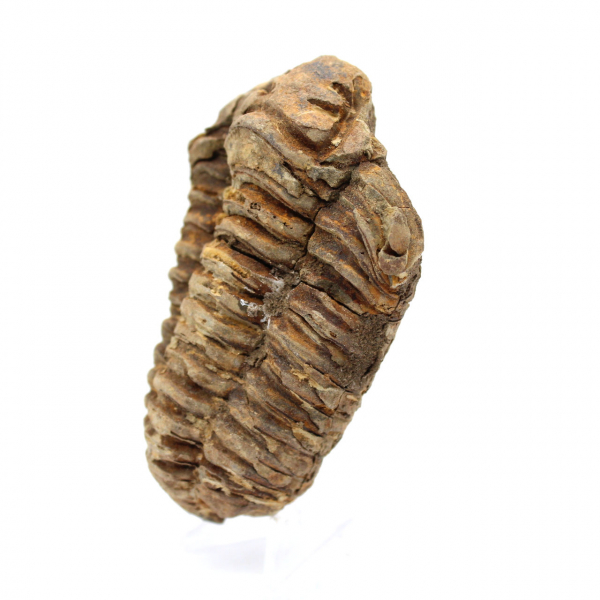 Fossil trilobite Morocco