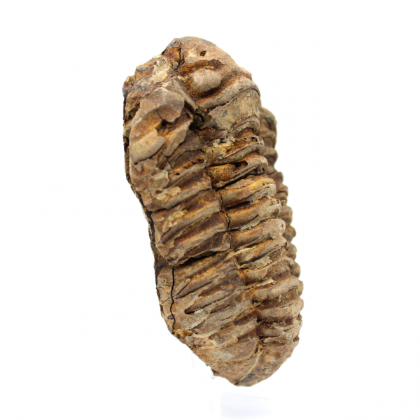 Fossil trilobite Morocco