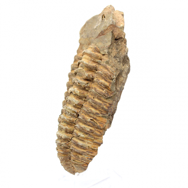 Fossil trilobite from Morocco