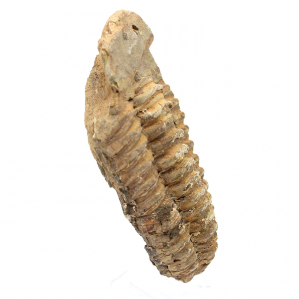 Fossil trilobite from Morocco