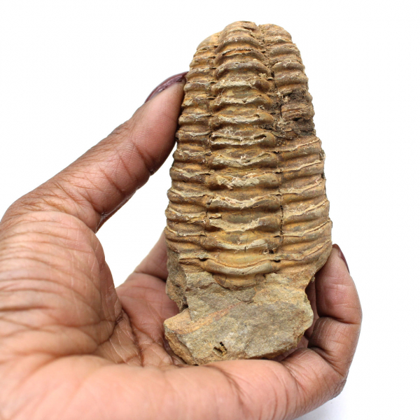 Fossil trilobite from Morocco