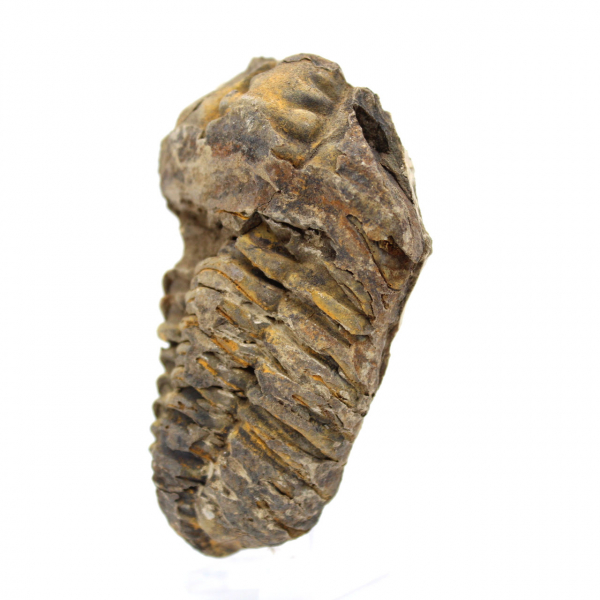 Fossil trilobite from Morocco