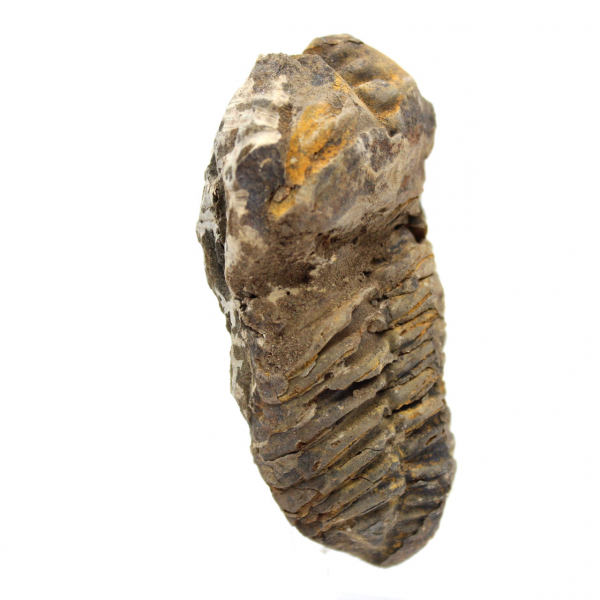 Fossil trilobite from Morocco