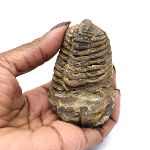 Fossil trilobite from Morocco