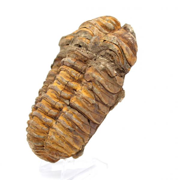 Fossil trilobite