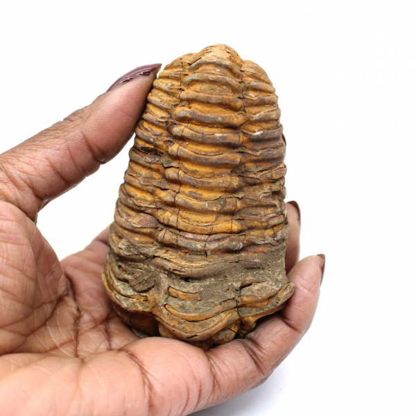 Fossil trilobite