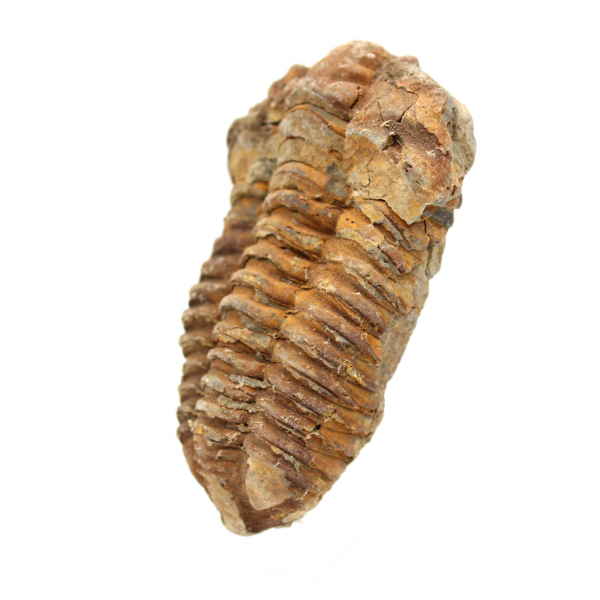 Fossil trilobite