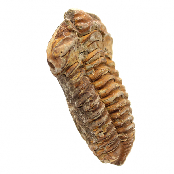 Fossil trilobite