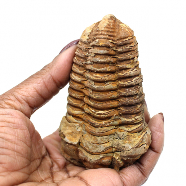 Fossil trilobite