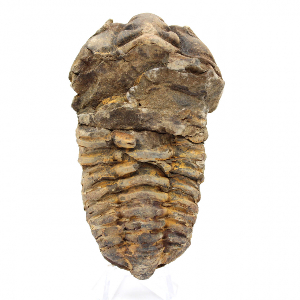 Morocco trilobite