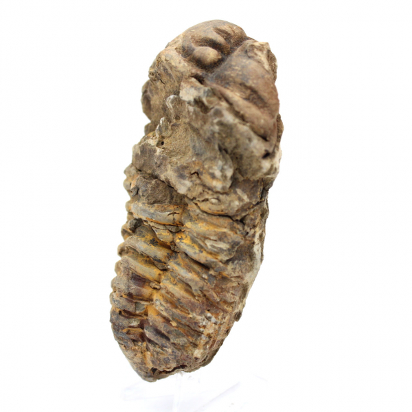 Morocco trilobite