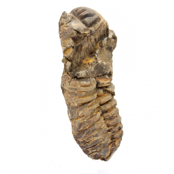 Morocco trilobite