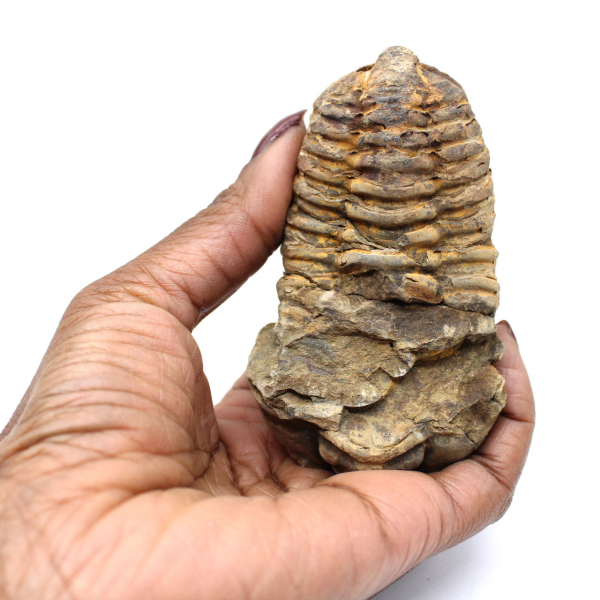 Morocco trilobite