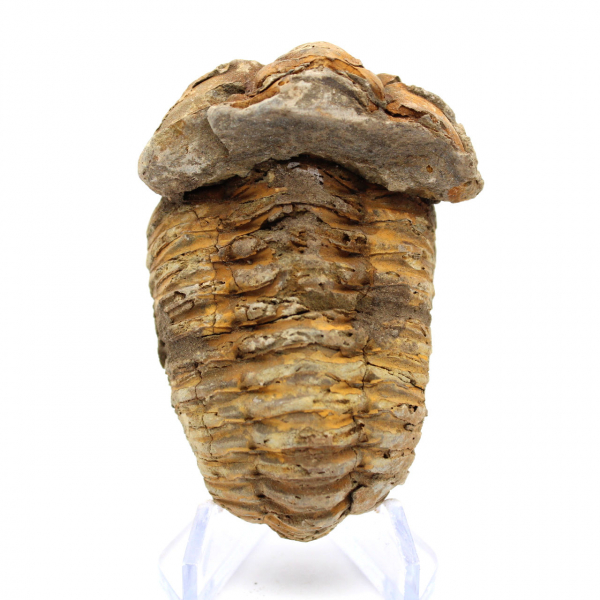 Trilobite