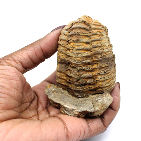 Trilobite