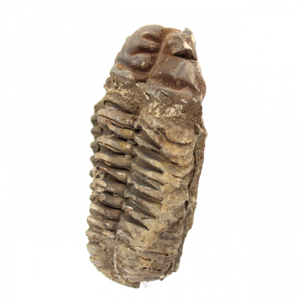 Raw trilobite from Morocco