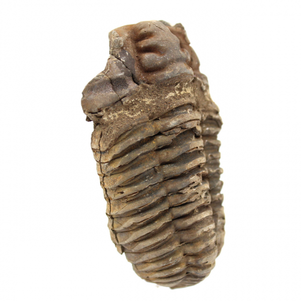 Raw trilobite from Morocco