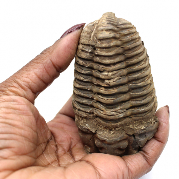 Raw trilobite from Morocco